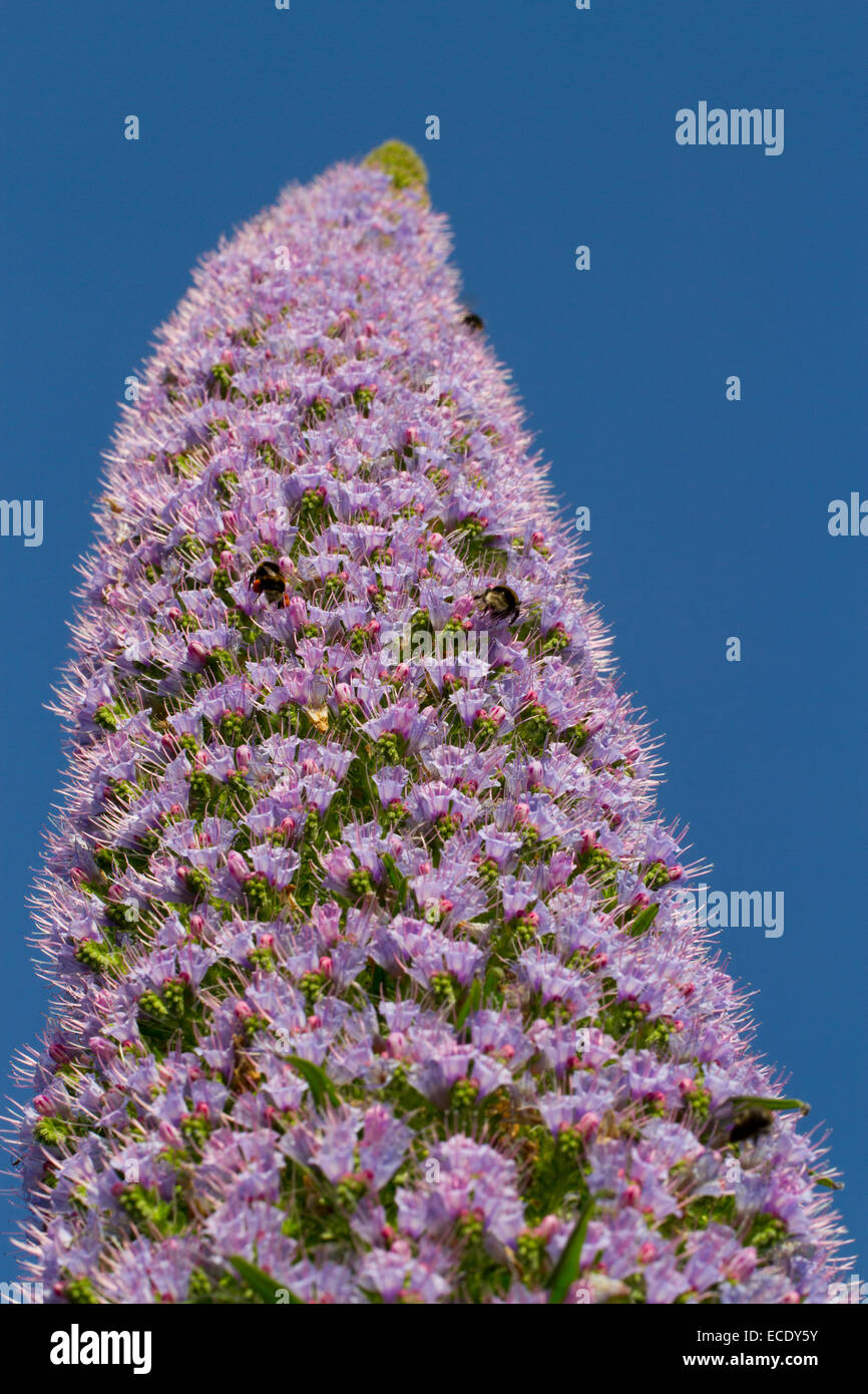 Giant Viper'sbugloss (Echium pininana) floweringspike, with bumblebees