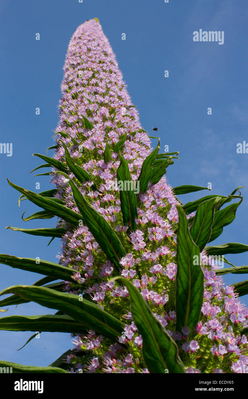 Giant Viper'sbugloss (Echium pininana) floweringspike, with bumblebees