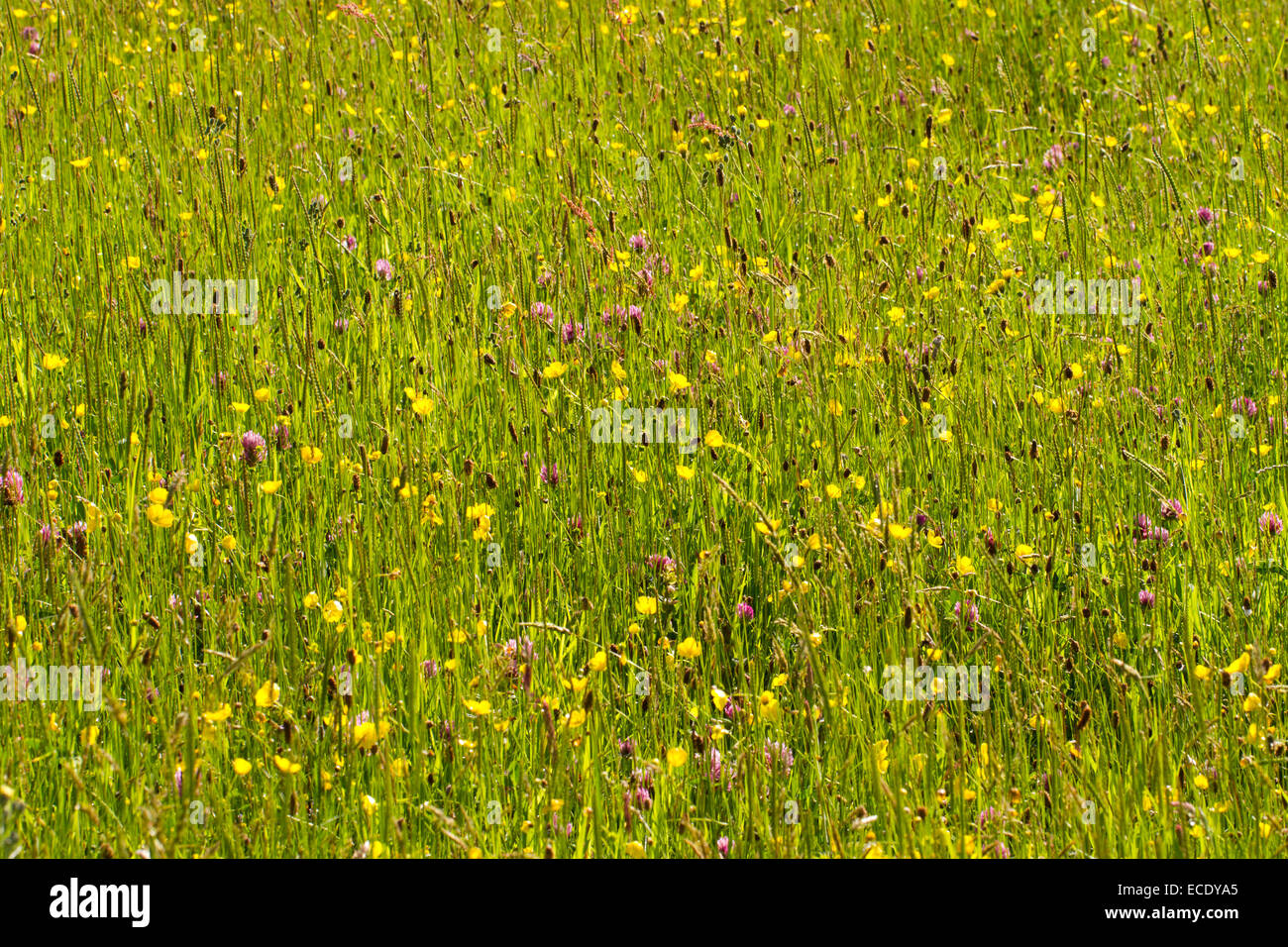 Flowering hay meadow on an Organic Farm.  Meadow Buttercups (Ranunculus acris) Red Clover (Trifolium pratense). Stock Photo