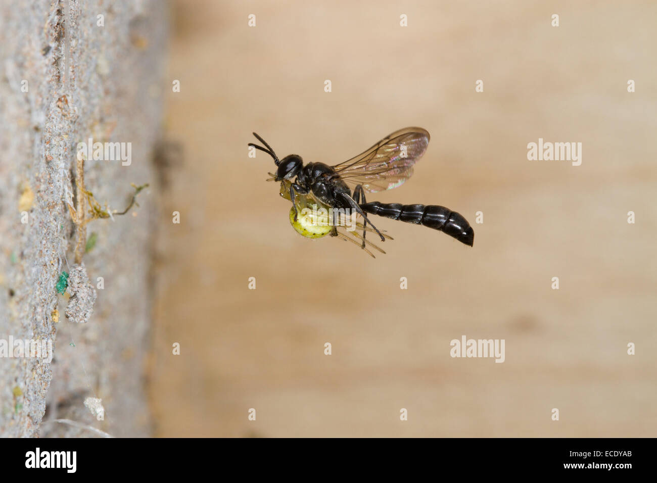 Wood Borer Wasp (Trypoxylon sp.) female in flight, arriving at nest with Crab-spider prey . Powys, Wales. June. Stock Photo