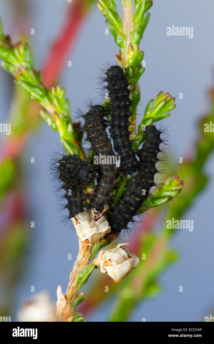Emperor Moth (Saturnia pavonia) first instar larvae on Heather (Calluna vulgaris). Powys,Wales. June. Stock Photo