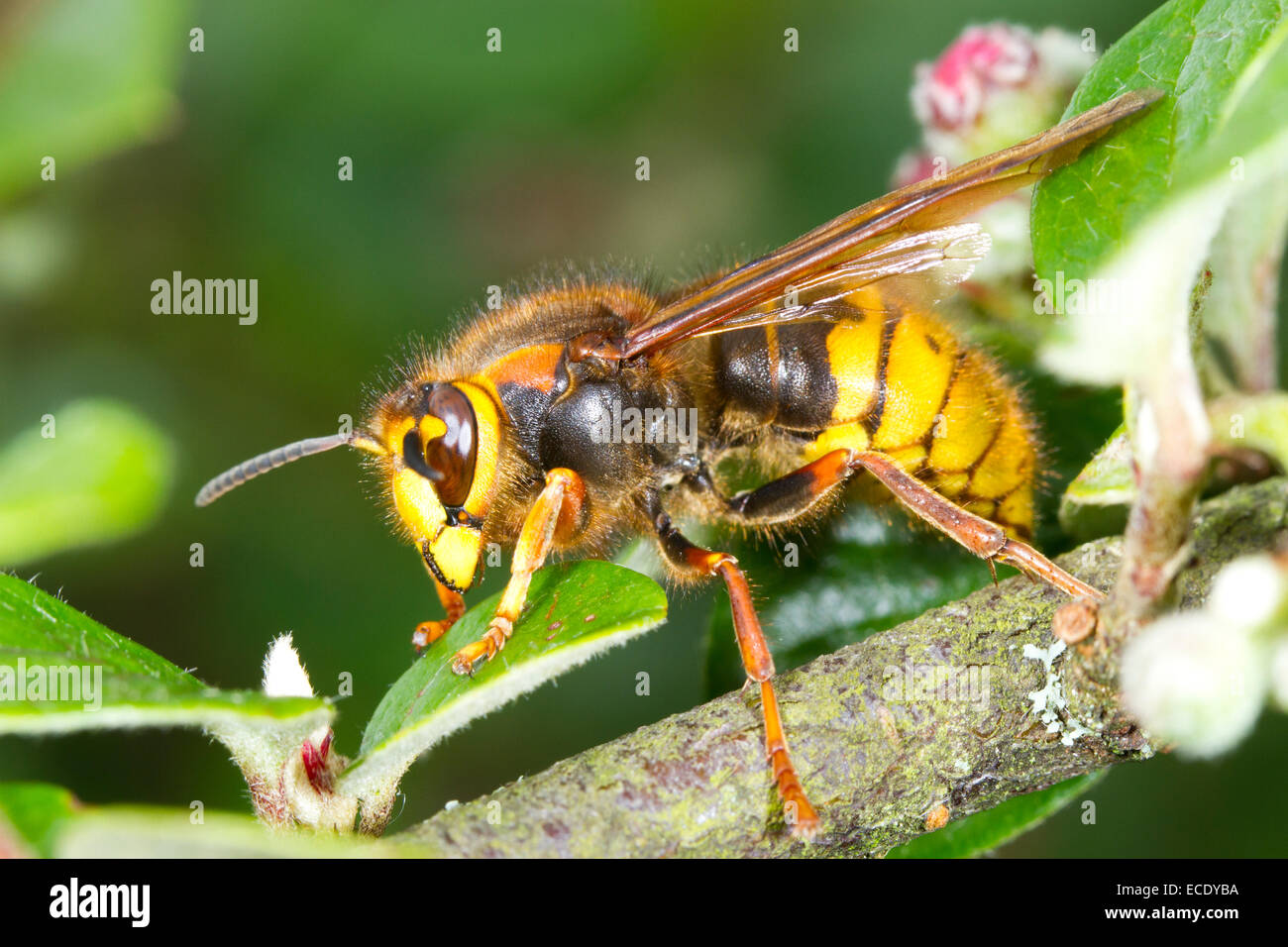 Median Wasp (Dolichovespula media) queen. Powys, Wales. June. Stock Photo