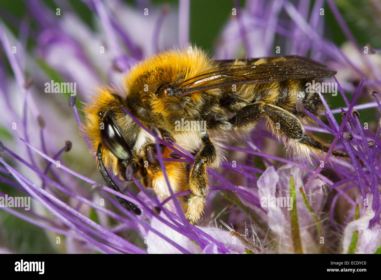 Willoughby's Leafcutter Bee (Megachile willughbiella) adult male feeding on Tansy Phacelia (Phacelia tanacetifolia) flowers. Stock Photo