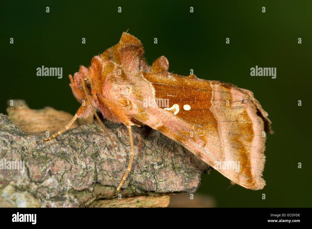 Plain Golden Y (Autographa jota) adult moth. Powys, Wales. July. Stock Photo