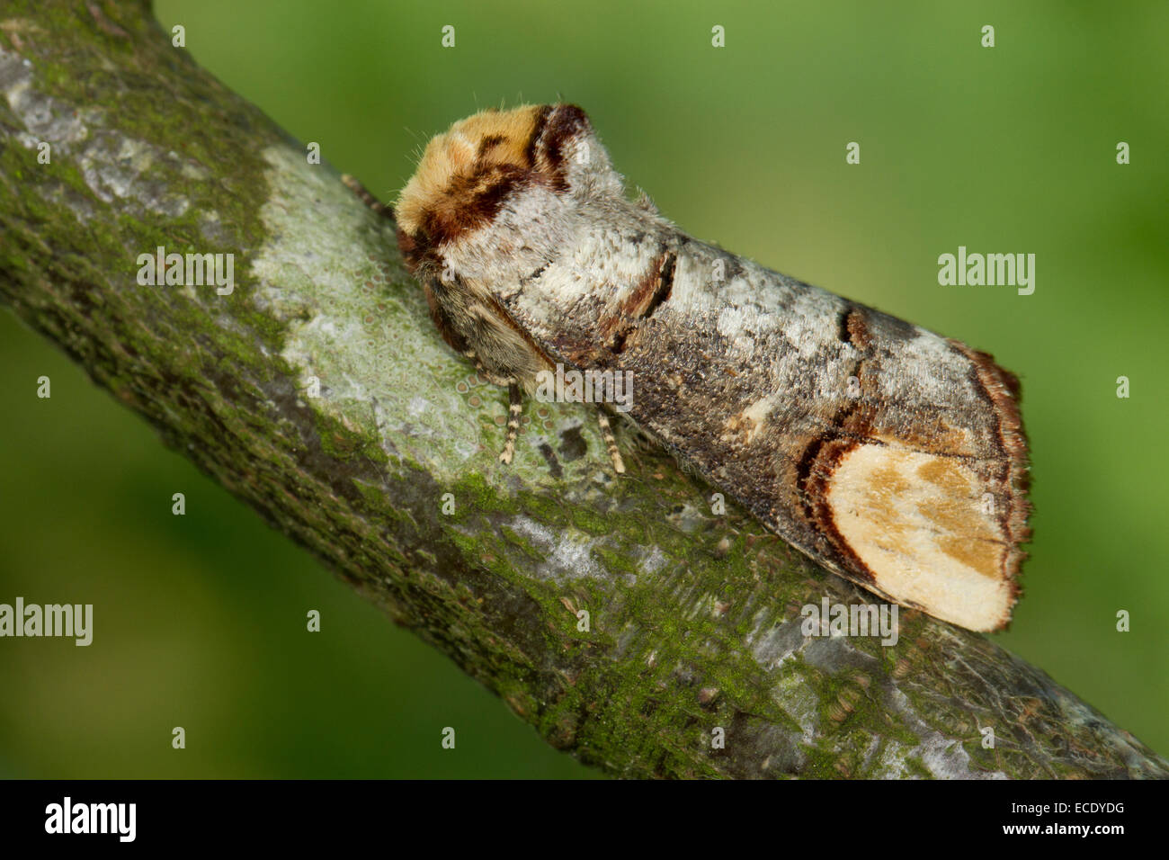 Buff-tip (MPhalera bucephala) adult resting on branch. Powys, Wales. July. Stock Photo