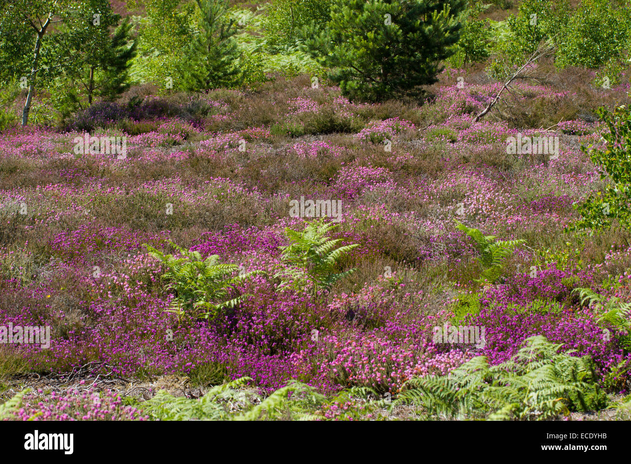 View of heathland habitat with Bell Heather (Erica cinerea) and Cross-leaved Heath (Erica tetralix) in flower, and Scots Pine. Stock Photo