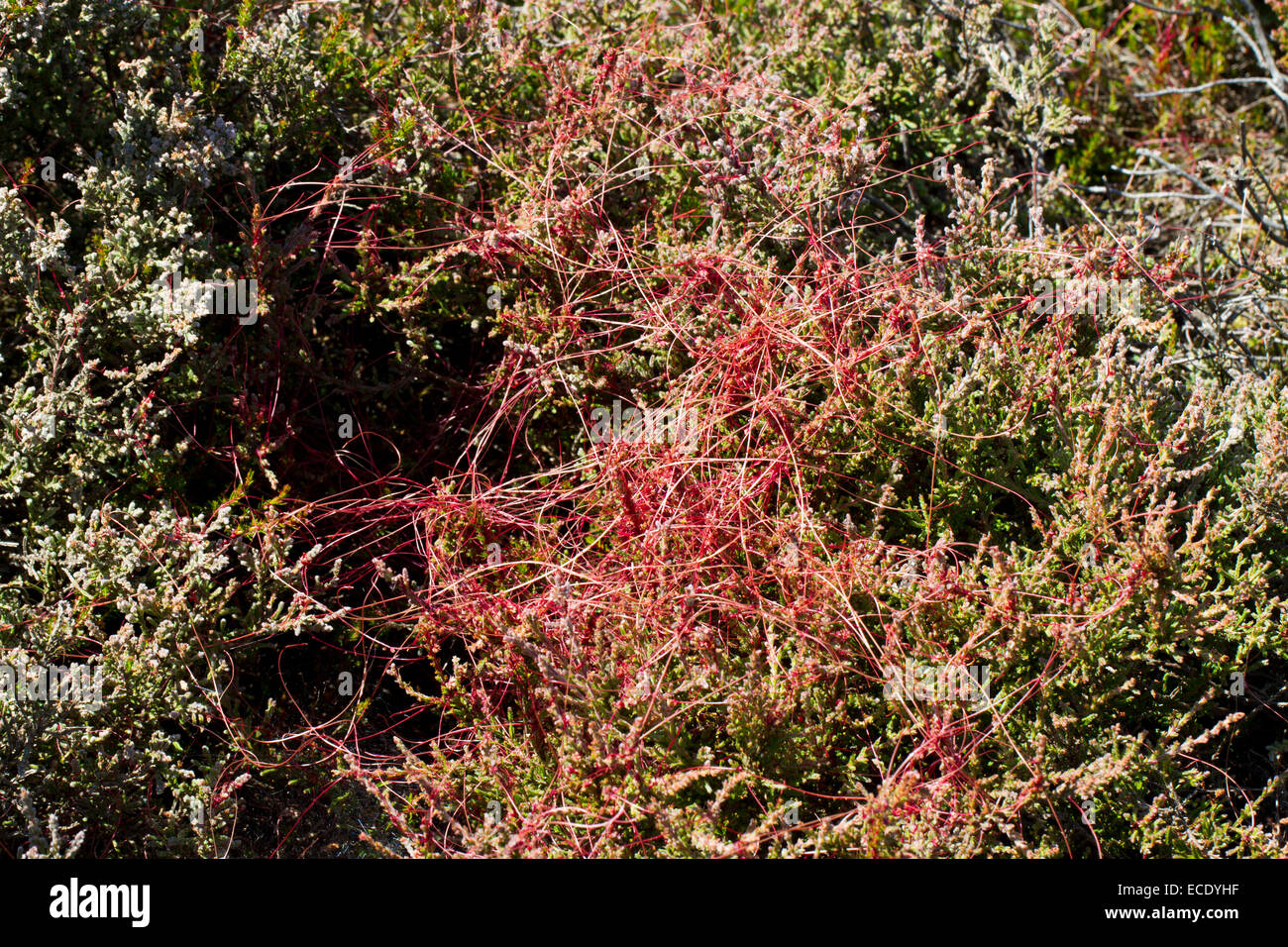 Flowering Common Dodder (Cuscuta epithymum) parasitic plant on Common Heather or Ling (Calluna vulgaris). Iping Common, Sussex. Stock Photo