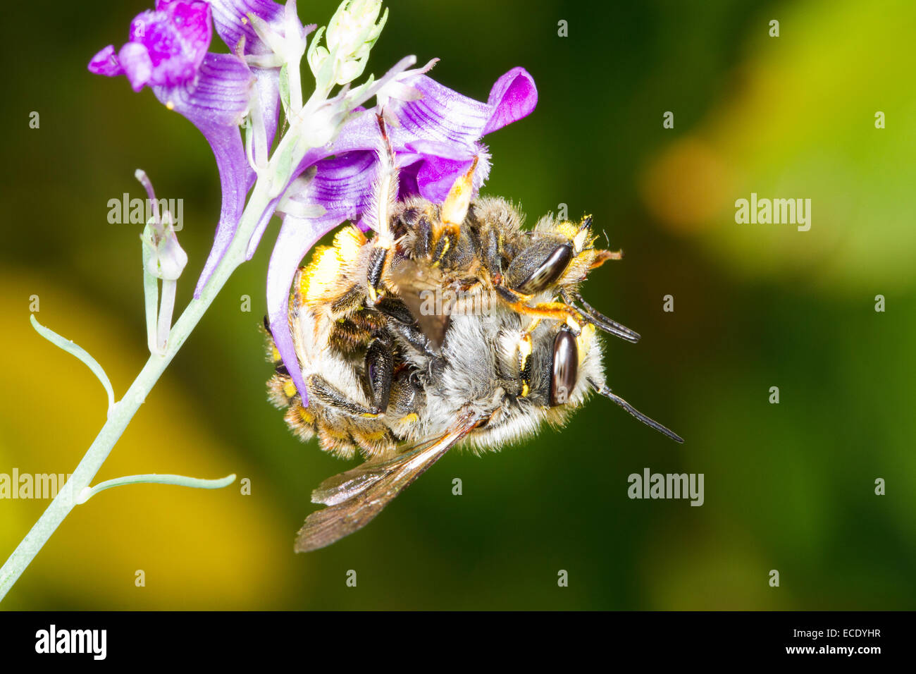 Wool Carder Bees (Anthidium manicatum) pair mating on a Purple Toadflax (Linaria purpurea) flower in a garden. Seaford, Sussex. Stock Photo