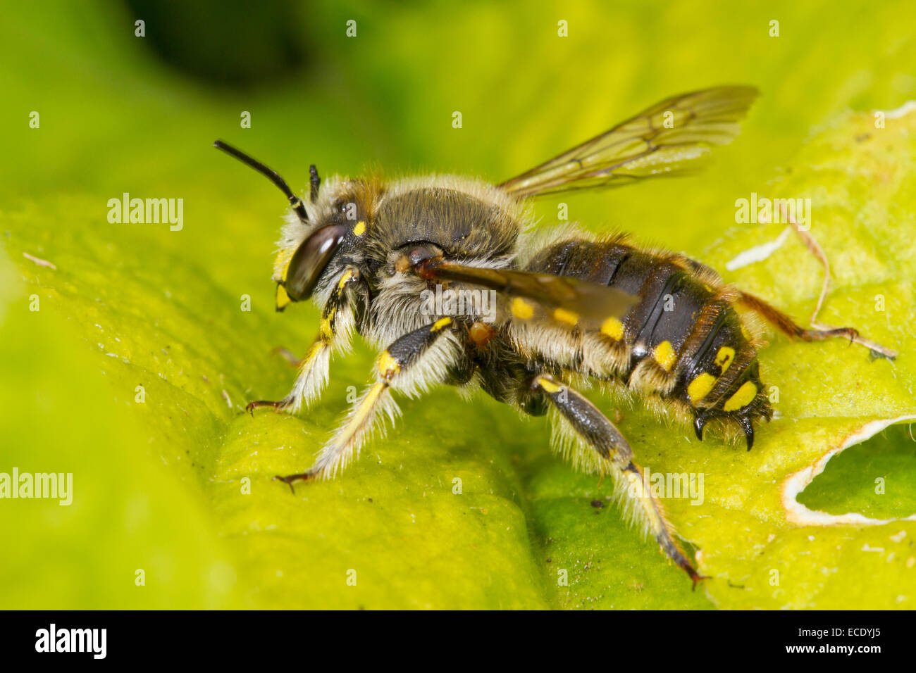 Wool Carder Bee (Anthidium manicatum) adult male resting on a leaf Seaford, Sussex. July. Stock Photo