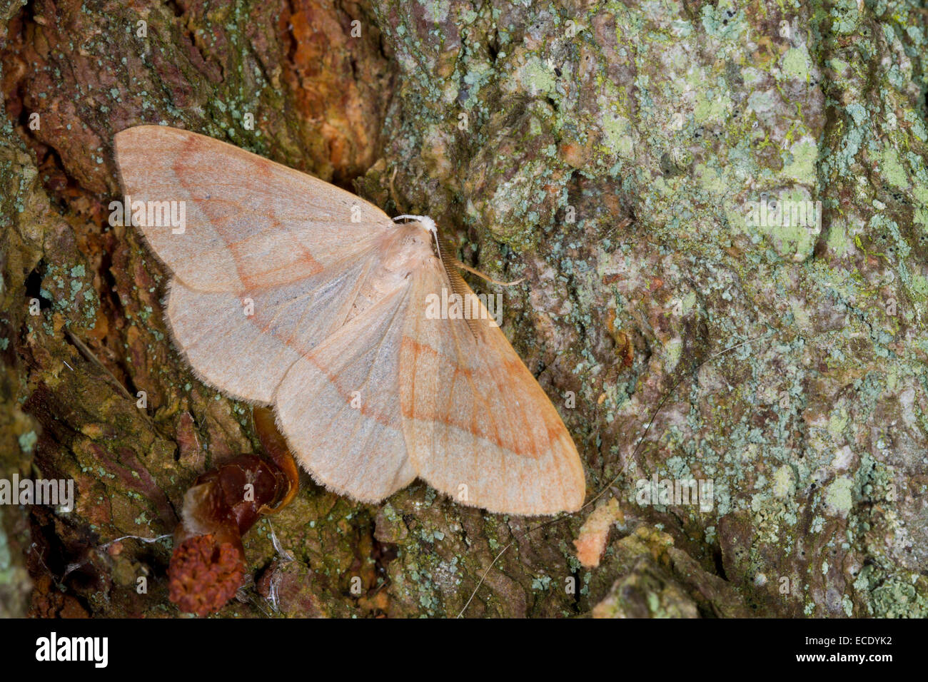 Barred Red (Hylaea fasciaria) adult resting on bark. Powys, Wales. July. Stock Photo