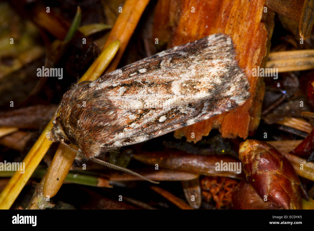 True Lover's Knot (Lycophotia porphyrea) adult moth. Powys, Wales. July. Stock Photo