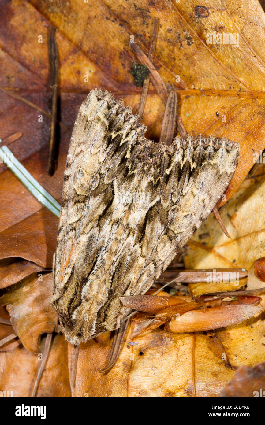 Dark Arches (Apamea monoglypha) adult moth. Powys, Wales. July. Stock Photo