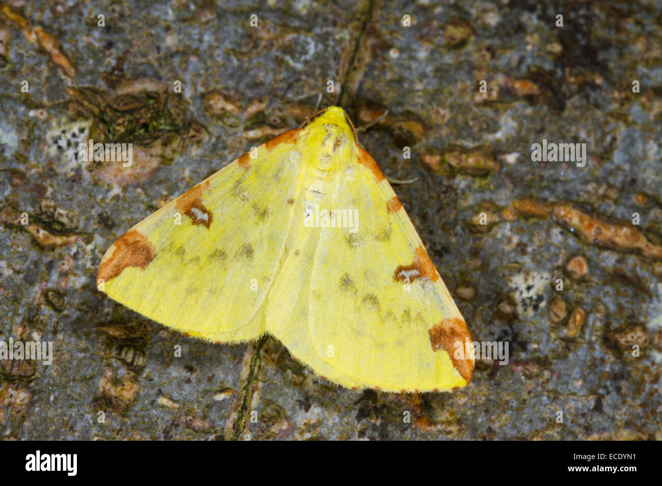 Brimstone moth (Opisthograptis luteolata) adult. Powys, Wales. July. Stock Photo