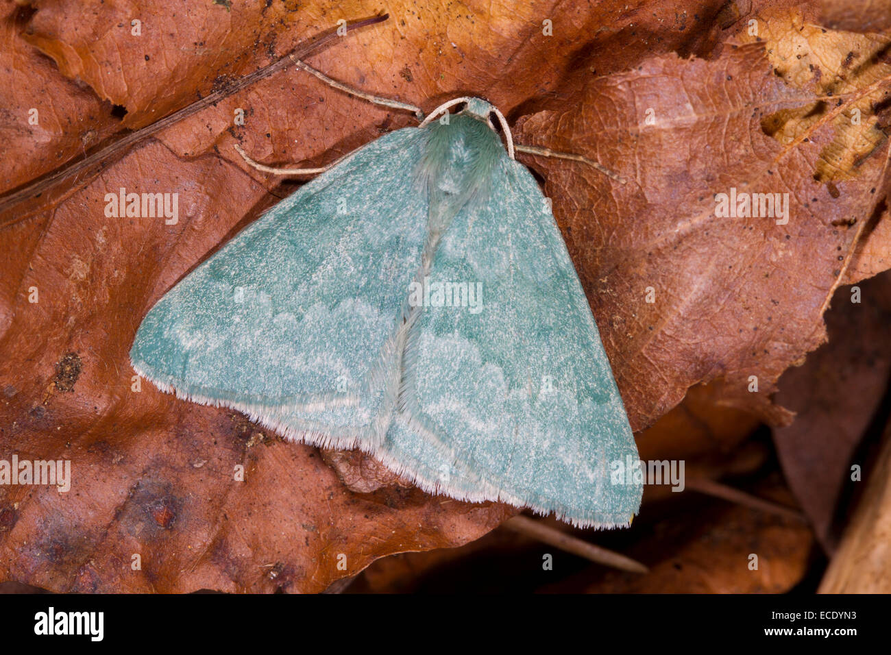 Grass Emerald (Pseudoterpna pruinata) adult moth amongst fallen leaves. Powys, Wales. July. Stock Photo