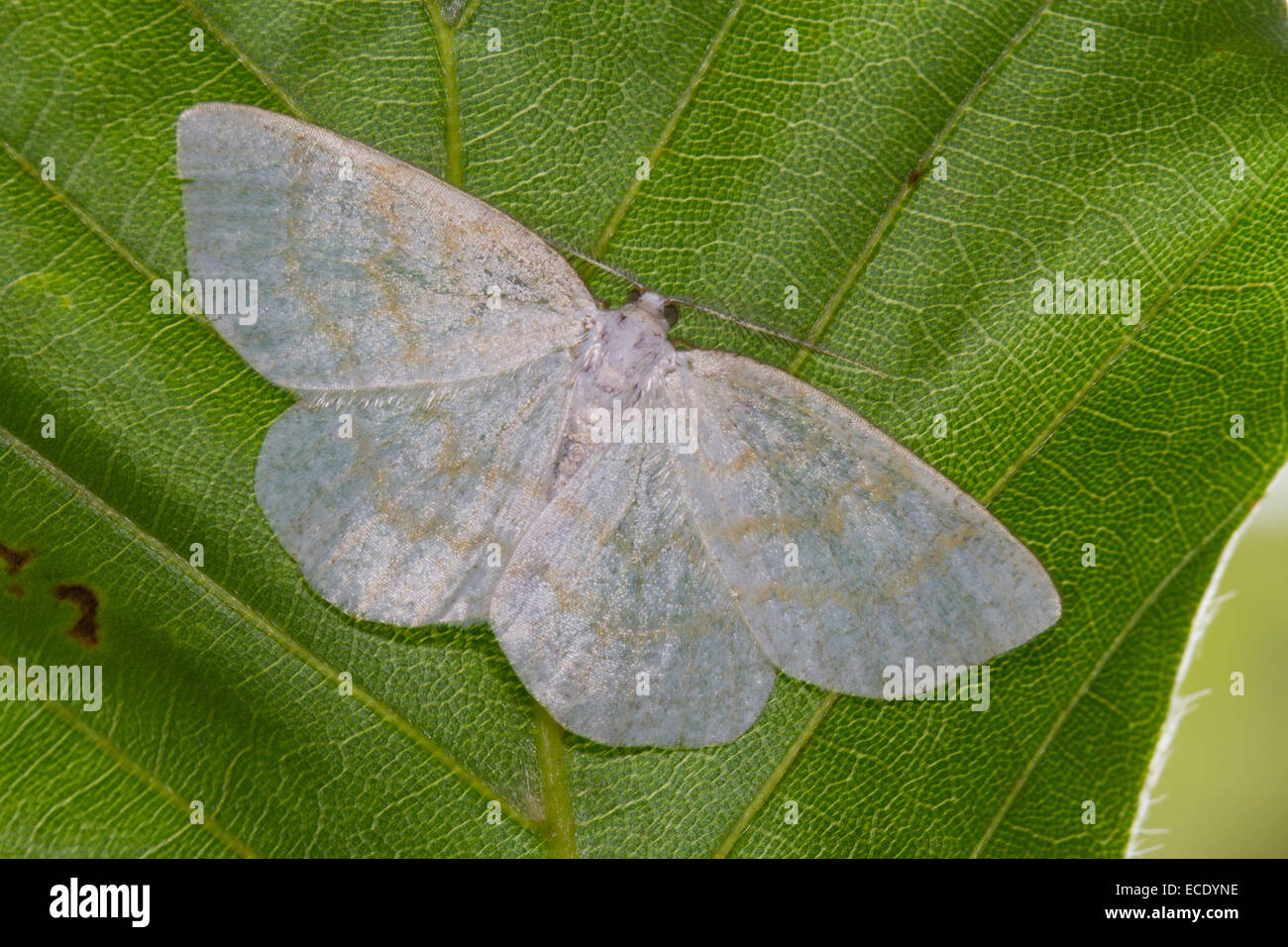 Common Wave (Cabera exanthemata) adult moth resting on a Beech leaf. Powys, Wales. July. Stock Photo