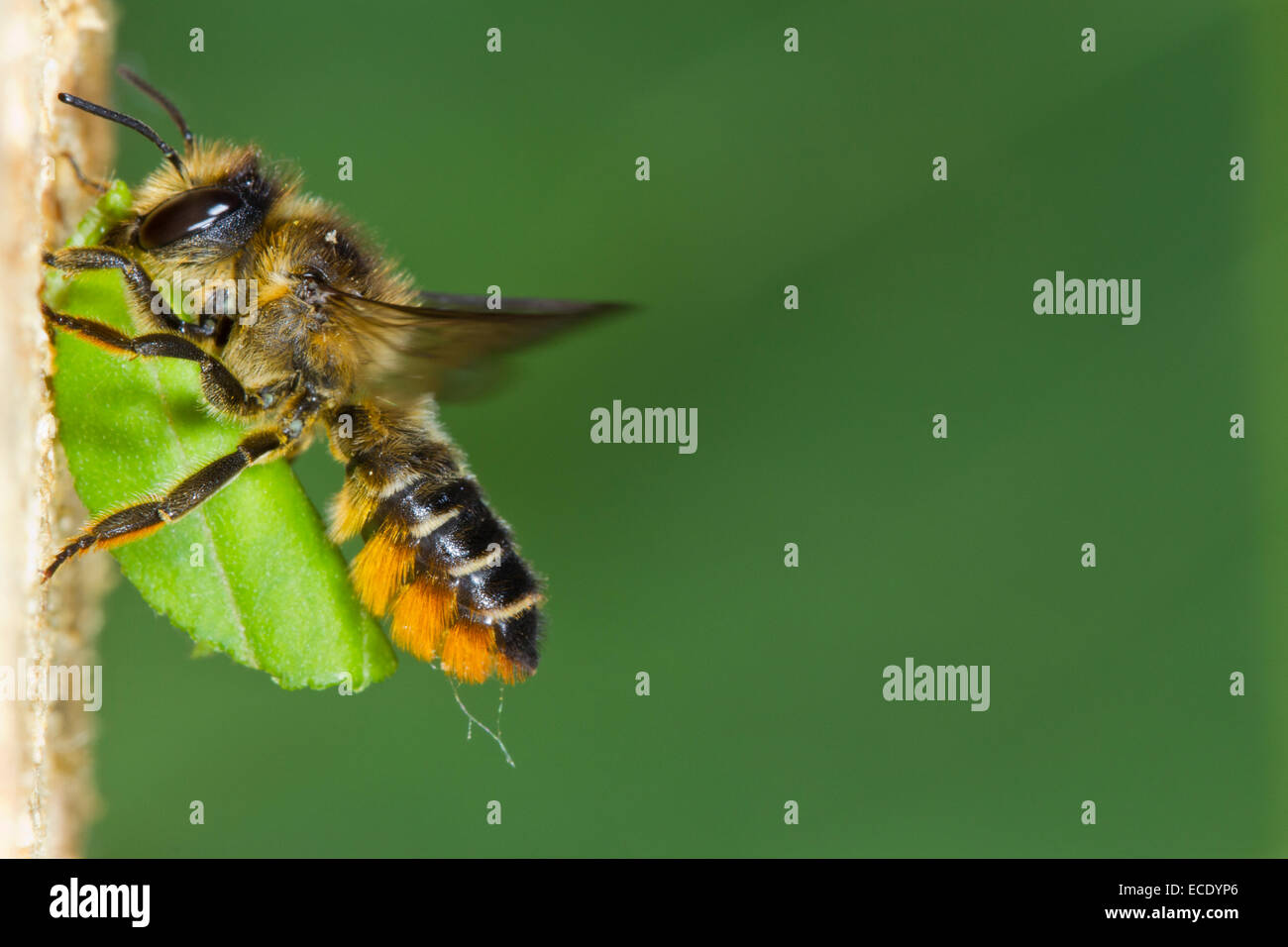 Patchwork Leaf-cutter bee (Megachile centuncularis) adult female in flight at nest entrance with a section of leaf. Stock Photo