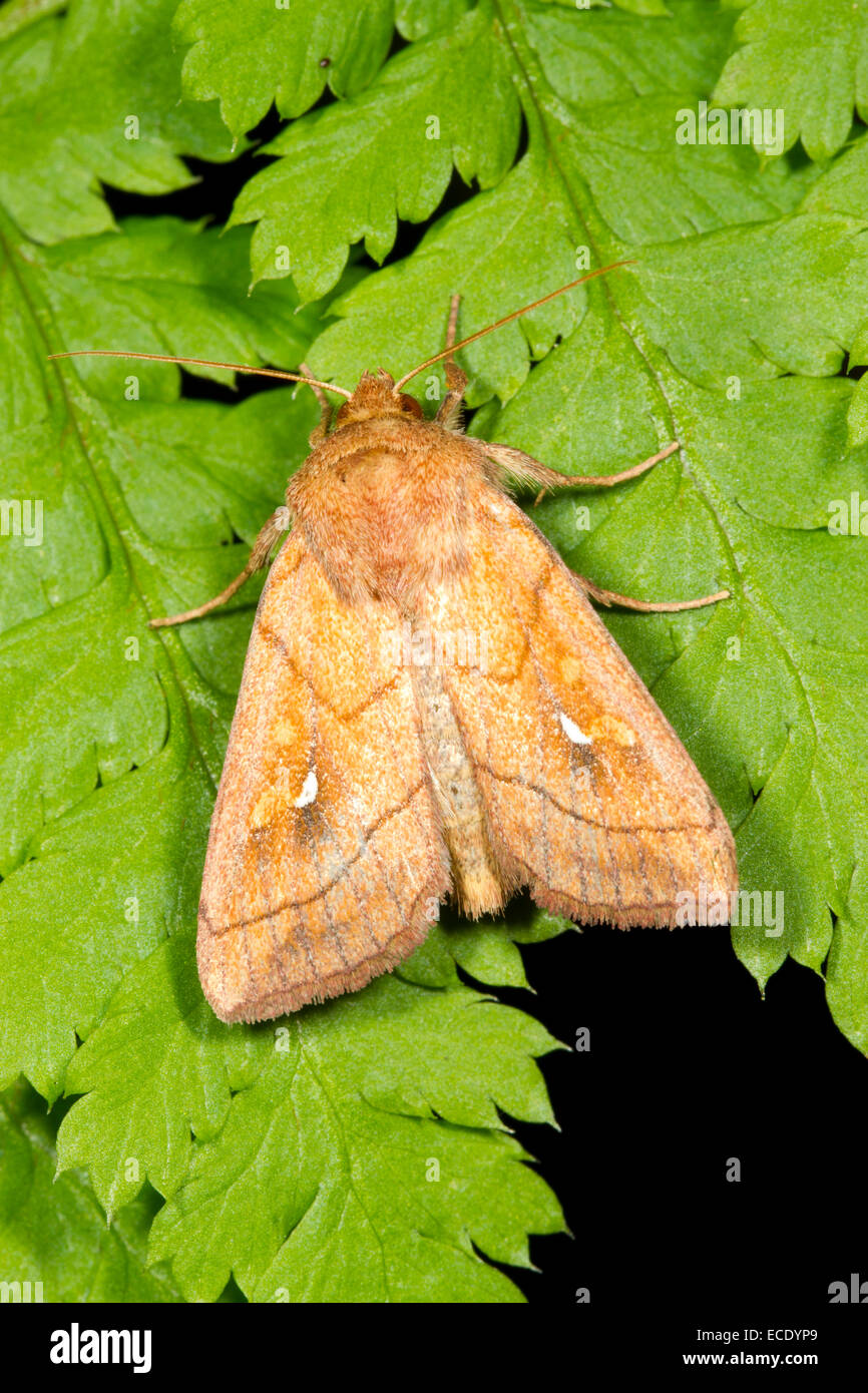 Brown-line Bright-eye (Mythimna conigera) adult moth resting on a fern leaf. Powys, Wales. July. Stock Photo