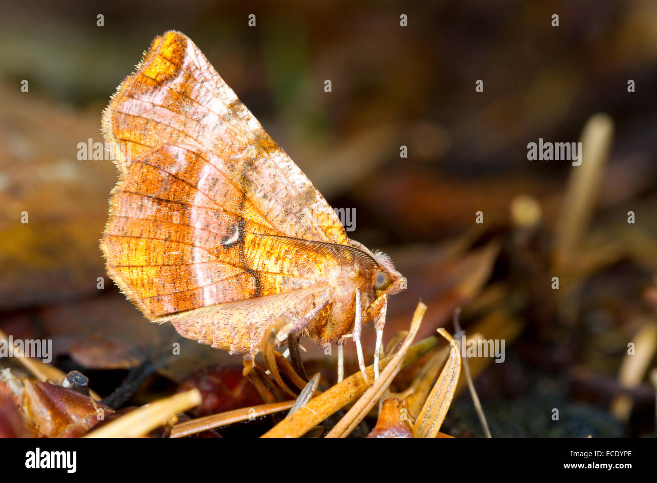 Early Thorn (Selenia dentaria) adult male of the Summer brood amongst leaf litter. Powys, Wales. July. Stock Photo