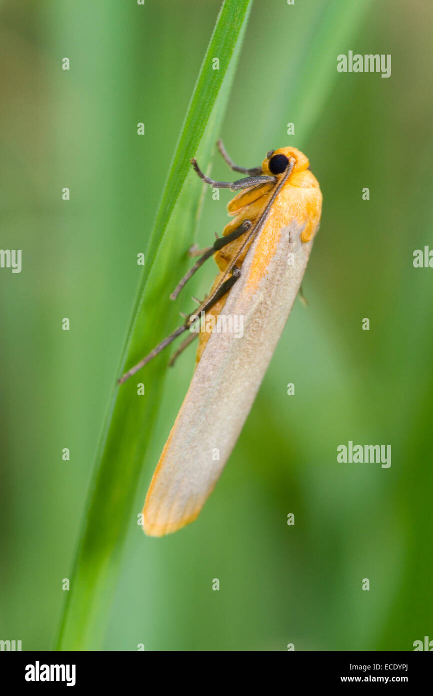 Buff Footman (Eilema depressa) adult moth resting amongst grasses. Powys, Wales. July. Stock Photo