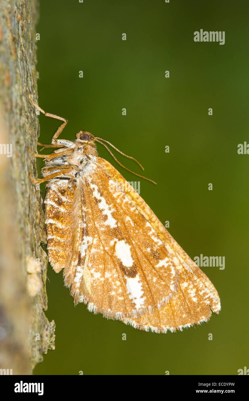 Bordered White (Bupalus piniaria) adult moth resting on a tree in woodland. Powys, Wales. July. Stock Photo
