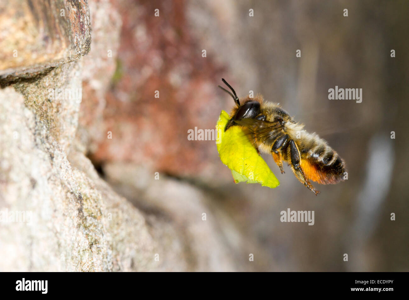 Willoughby's Leafcutter Bee (Megachile willughbiella) adult female in flight arriving at her nest hole in a wall with a section Stock Photo