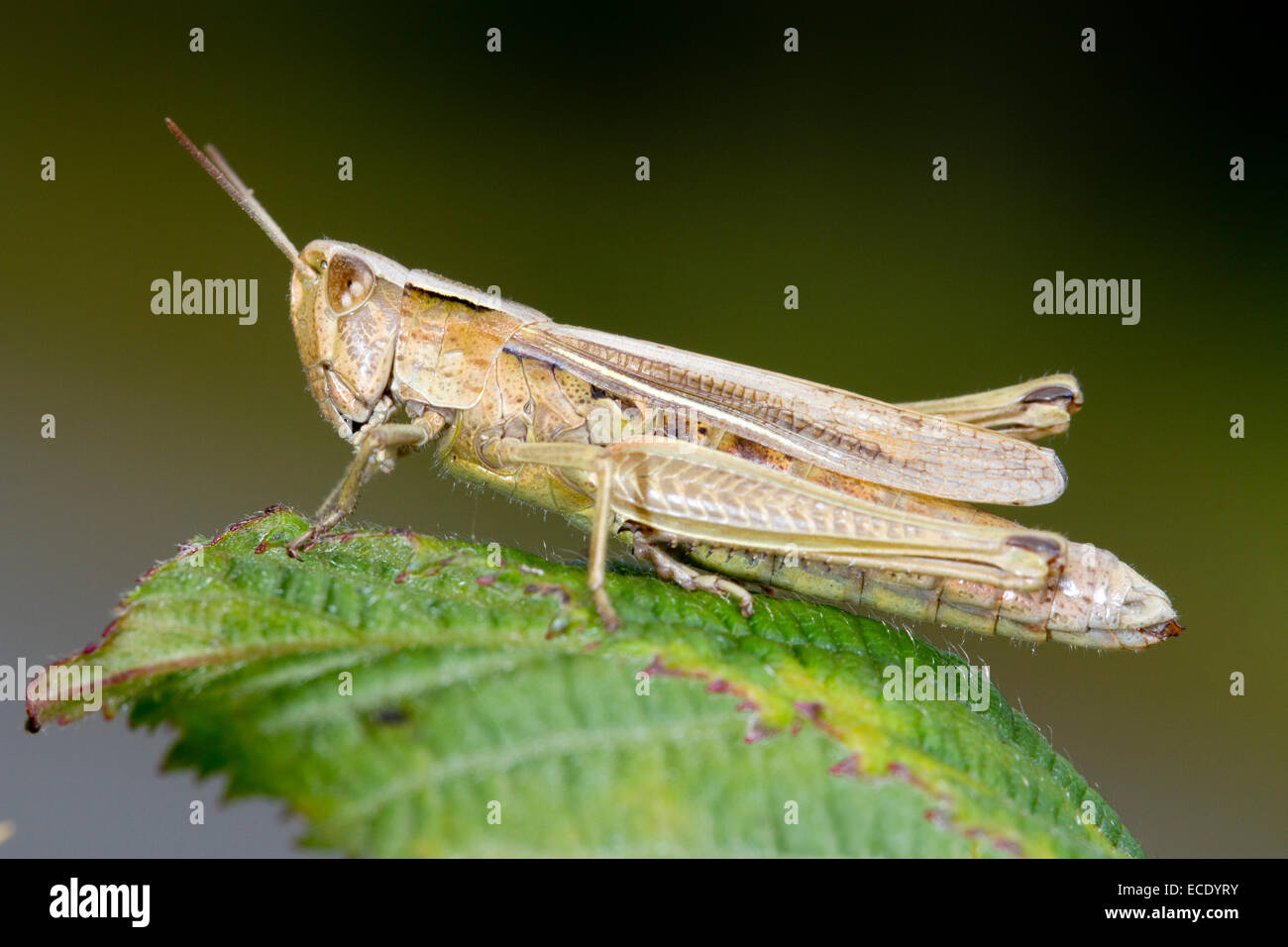 Lesser Marsh Grasshopper (Chorthippus albomarginatus) adult female basking on a leaf. Shropshire, England. August. Stock Photo