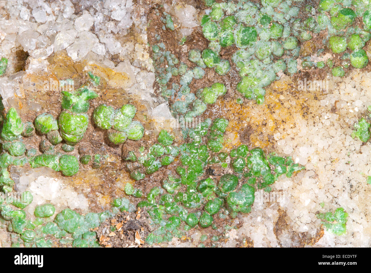 Minerals - Pyromorphite (Lead chlorophosphate) green crystalline mineral on quartz. Origin Mid-Wales orefield. Stock Photo