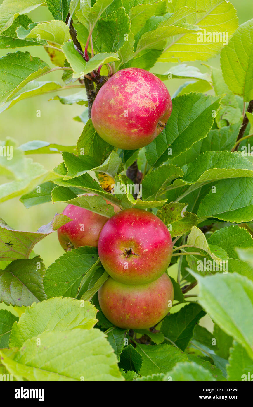 Cultivated apple (Malus domestica) variety ' Sunset'. Fruit on a tree in an Organic orchard. Powys, Wales. August. Stock Photo