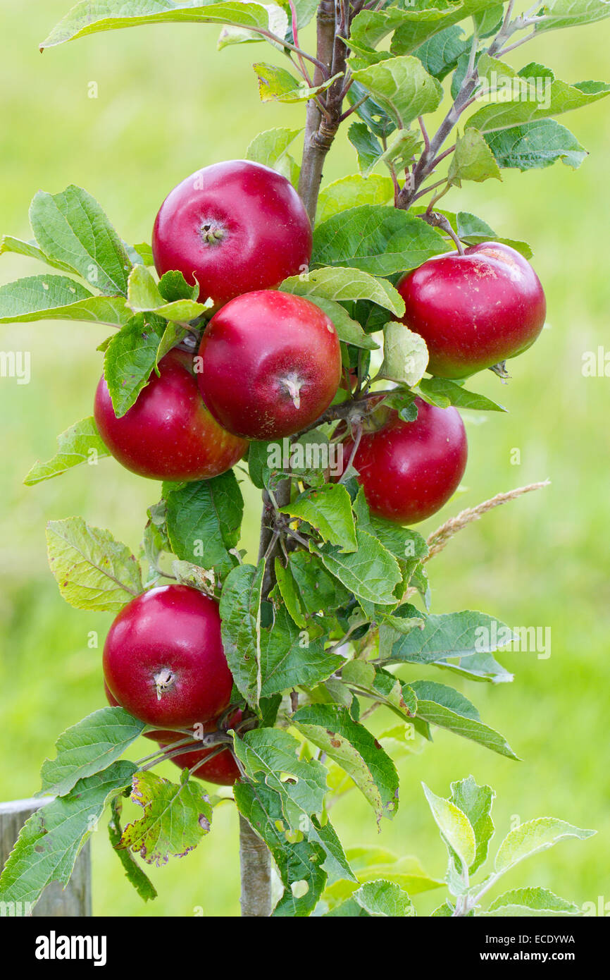 Cultivated apple (Malus domestica) variety ' Devonshire Quarrenden'. Fruit on a tree in an Organic orchard. Powys, Wales. August Stock Photo