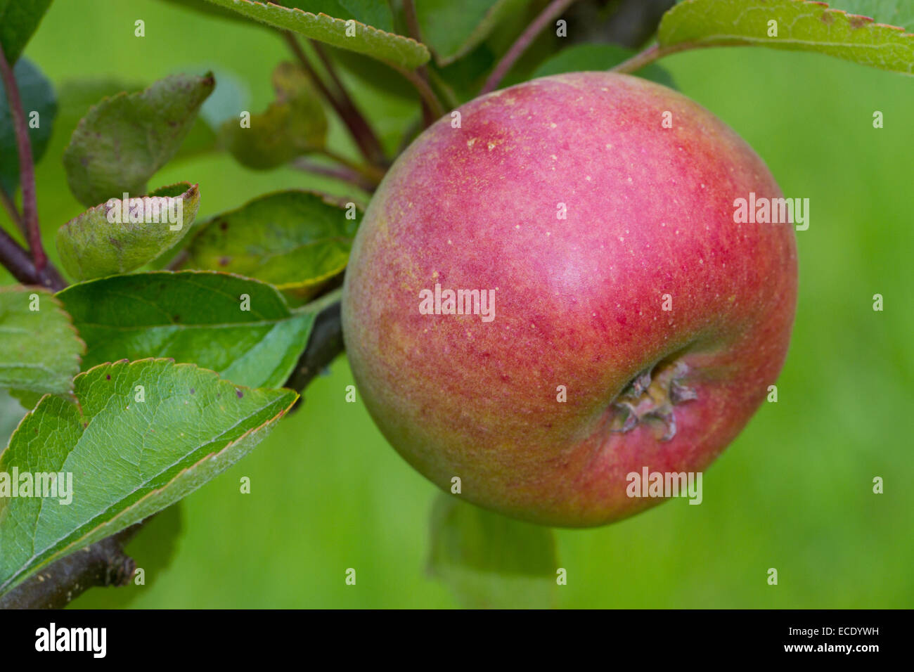 Cultivated apple (Malus domestica) variety 'Court Pendu Plat' or 'Wise Apple'. Fruit on a tree in an Organic orchard. Stock Photo