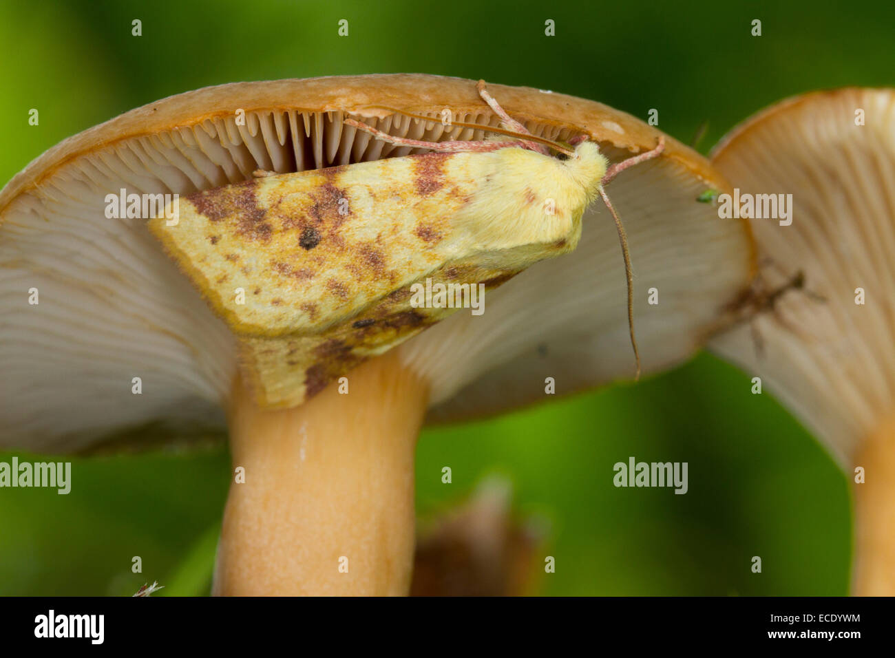 The Sallow (Cirrhia icteritia) adult moth resting on a fungi. Powys, Wales. September. Stock Photo