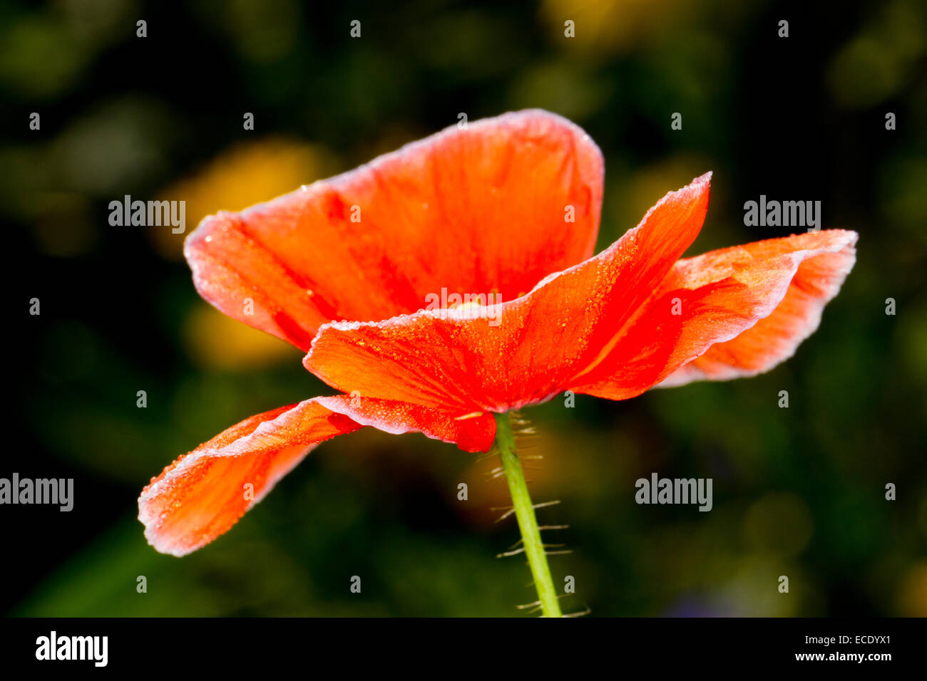 Shirley Poppy - cultivated form of Corn Poppy (Papaver rhoeas) flowering in a garden. Powys, Wales. September. Stock Photo