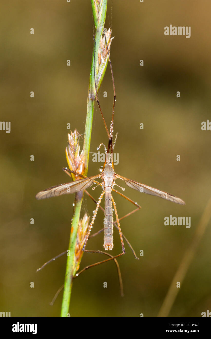 Daddy Long Legs - Visit Manchester