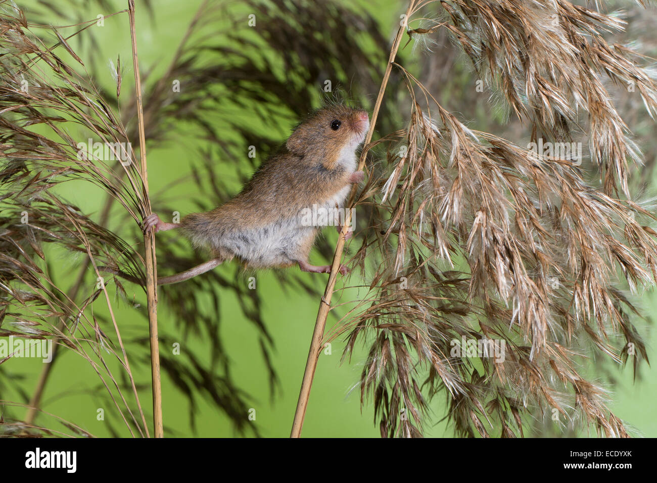 Souris hi-res stock photography and images - Page 7 - Alamy