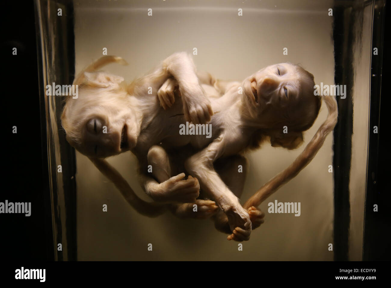 two monkey attach body Stock Photo