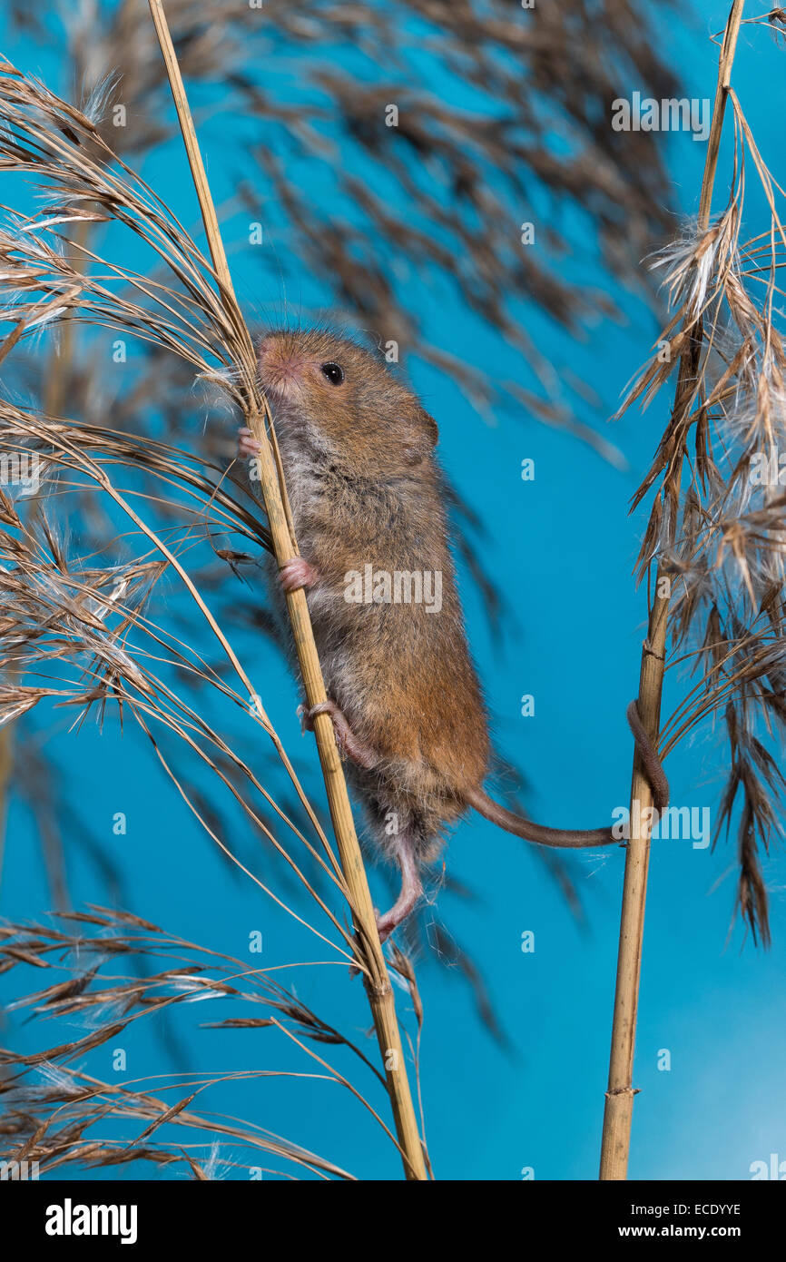 Eurasian Harvest Mouse, Zwergmaus, ZwergMaus, Maus, Mäuse, Halmkletterer, Greifschwanz