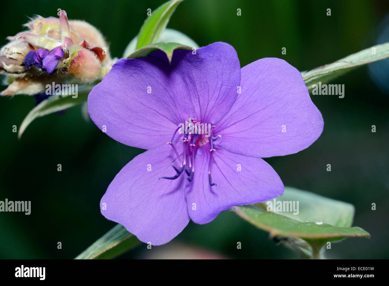 Princess Flower or Glory Bush - Tibouchina urvilleana Stock Photo