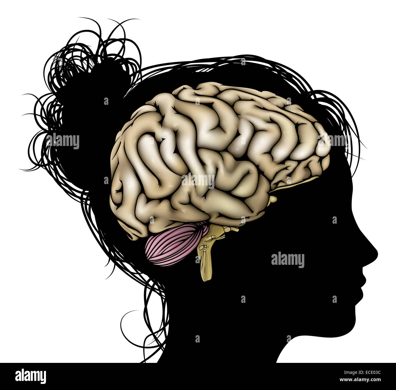 A womans head in silhouette with brain. Concept for mental, psychological, brain development, learning and education or other me Stock Photo