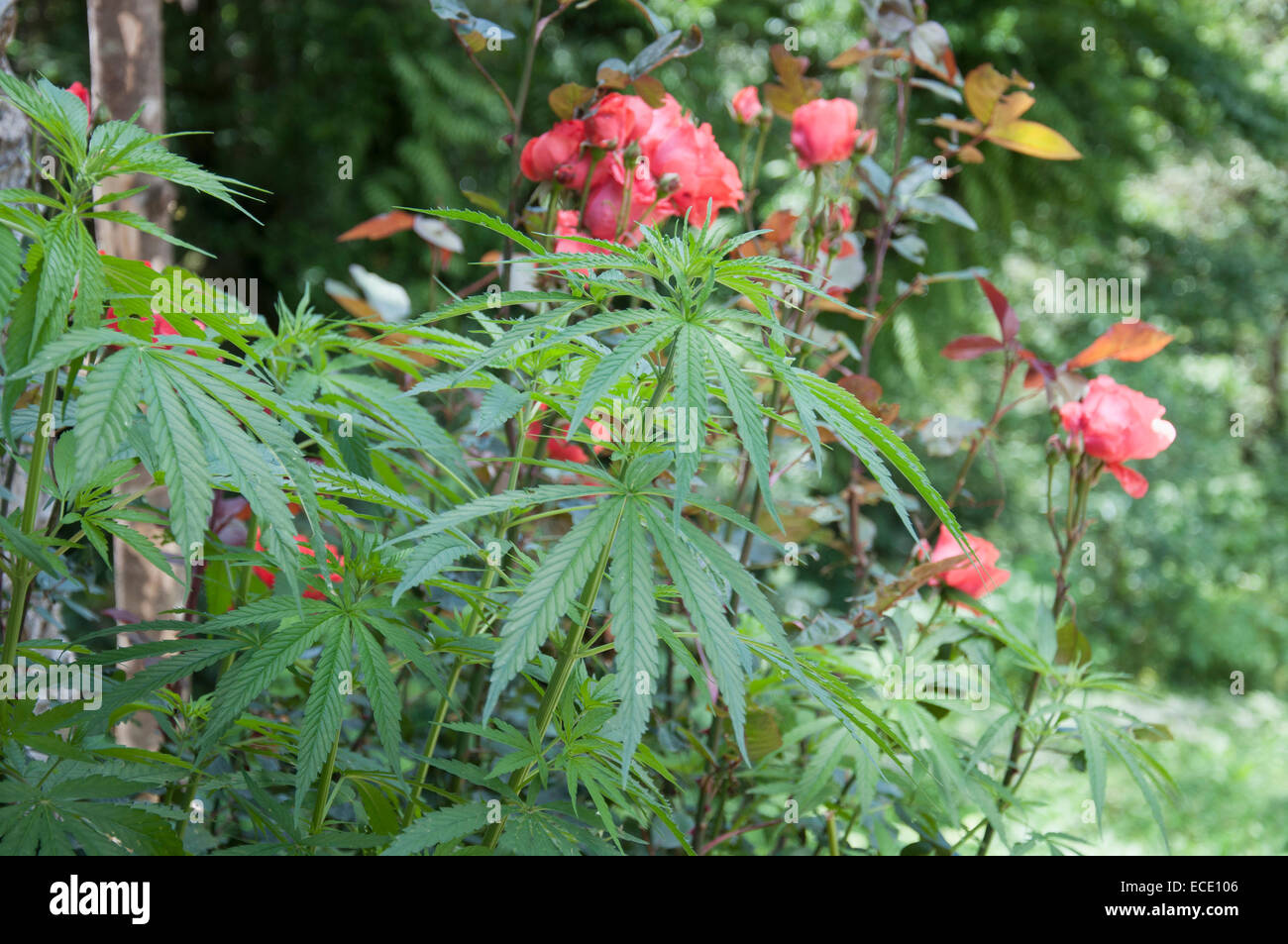 Detail wild Cannabis plant rose flowers Rainforest Stock Photo Alamy