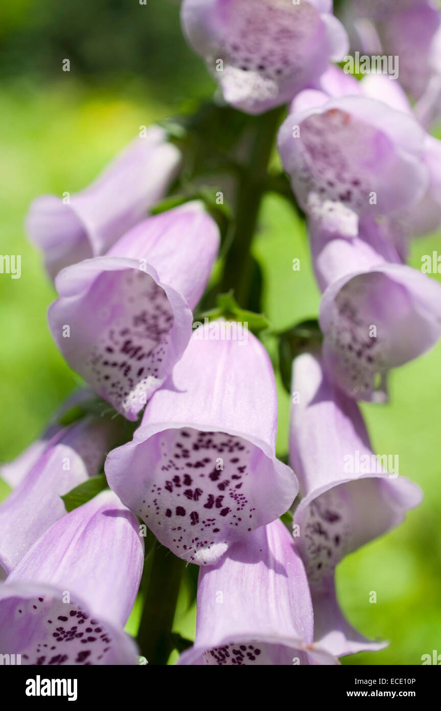 Foxglove without flowers hi-res stock photography and images - Alamy