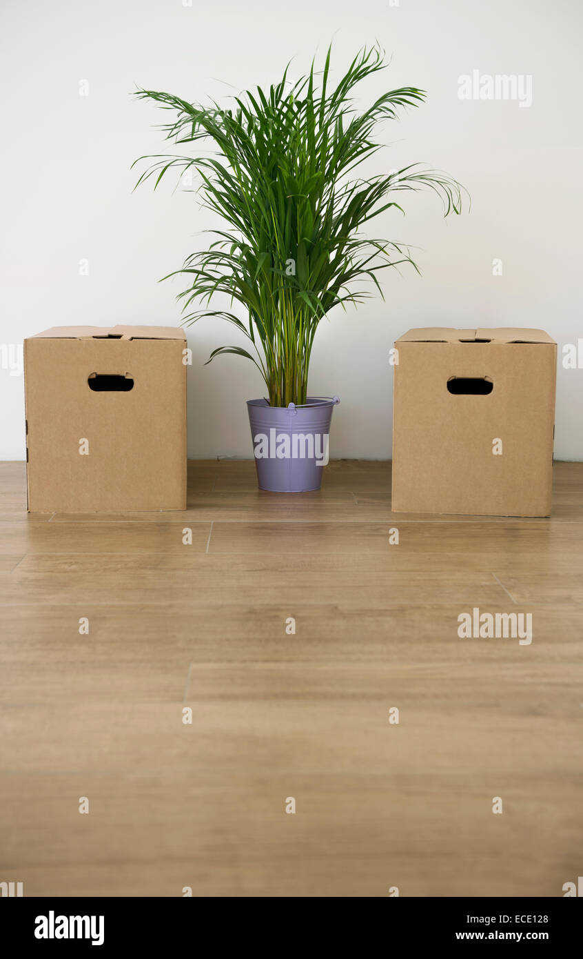 Palm tree plant pot cardboard box empty room Stock Photo Alamy