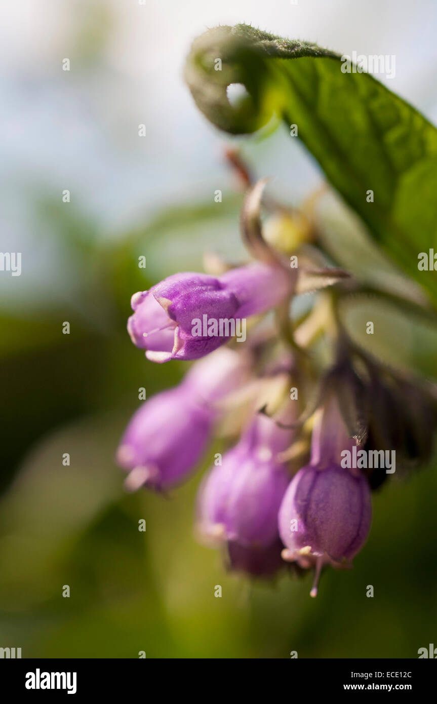 Comfrey, close up Stock Photo - Alamy