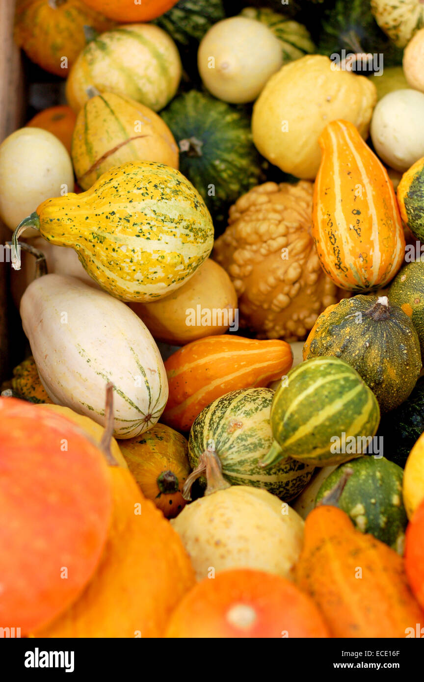 background from small different pumpkins Stock Photo - Alamy