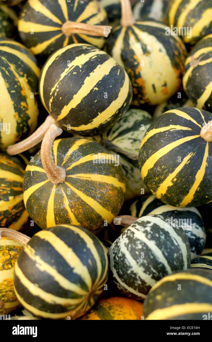 background from small pumpkins Stock Photo - Alamy