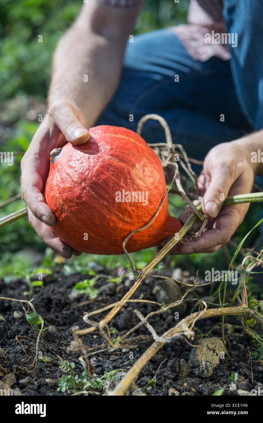 Man holding pumpkin squash gourd closeup Stock Photo Alamy