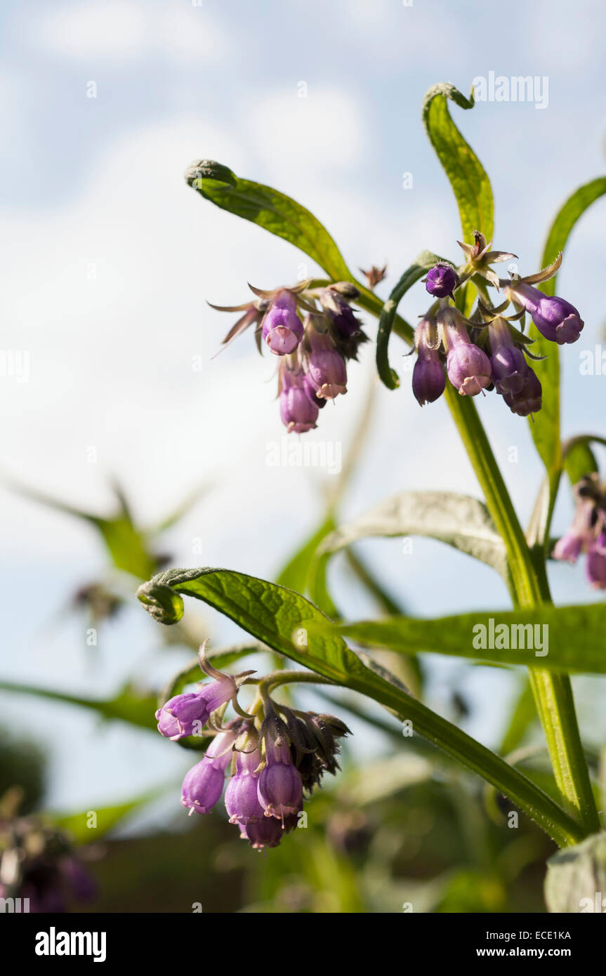 Comfrey, close up Stock Photo - Alamy