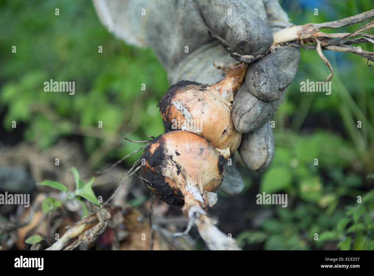 Hand harvesting onions hi-res stock photography and images - Alamy