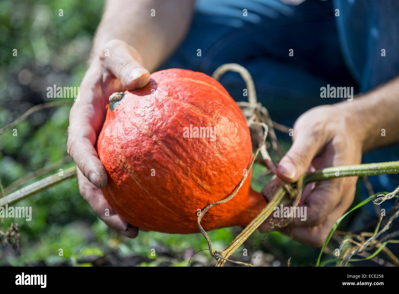 Pumpkin squash gourd man holding garden Stock Photo