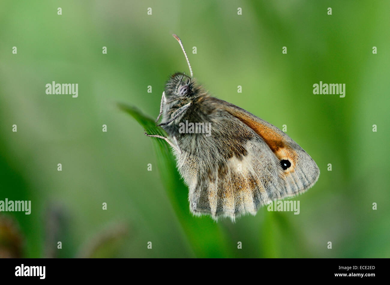 Small heath butterfly at rest UK Stock Photo