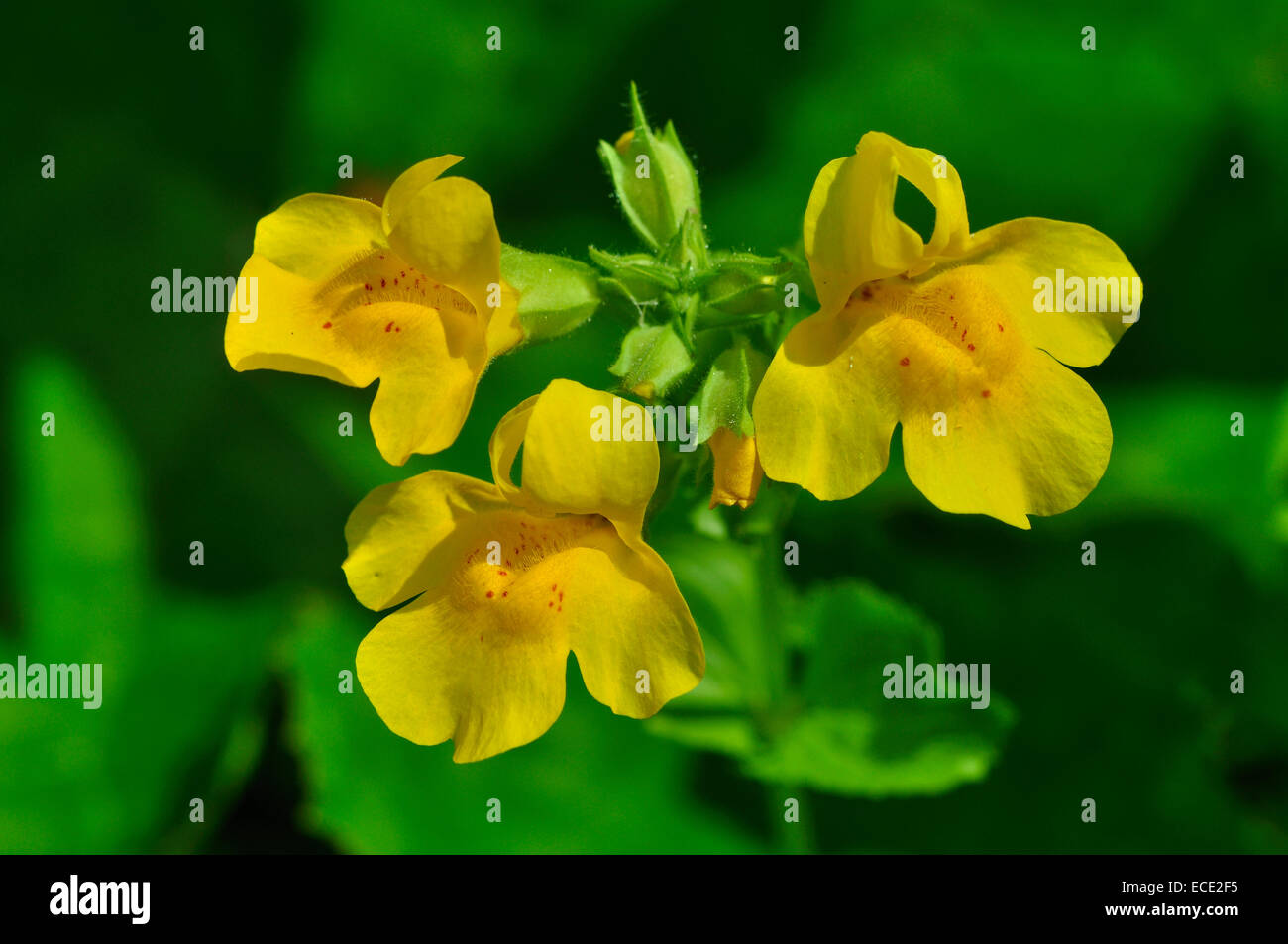 Mimulus or monkey flower Stock Photo - Alamy